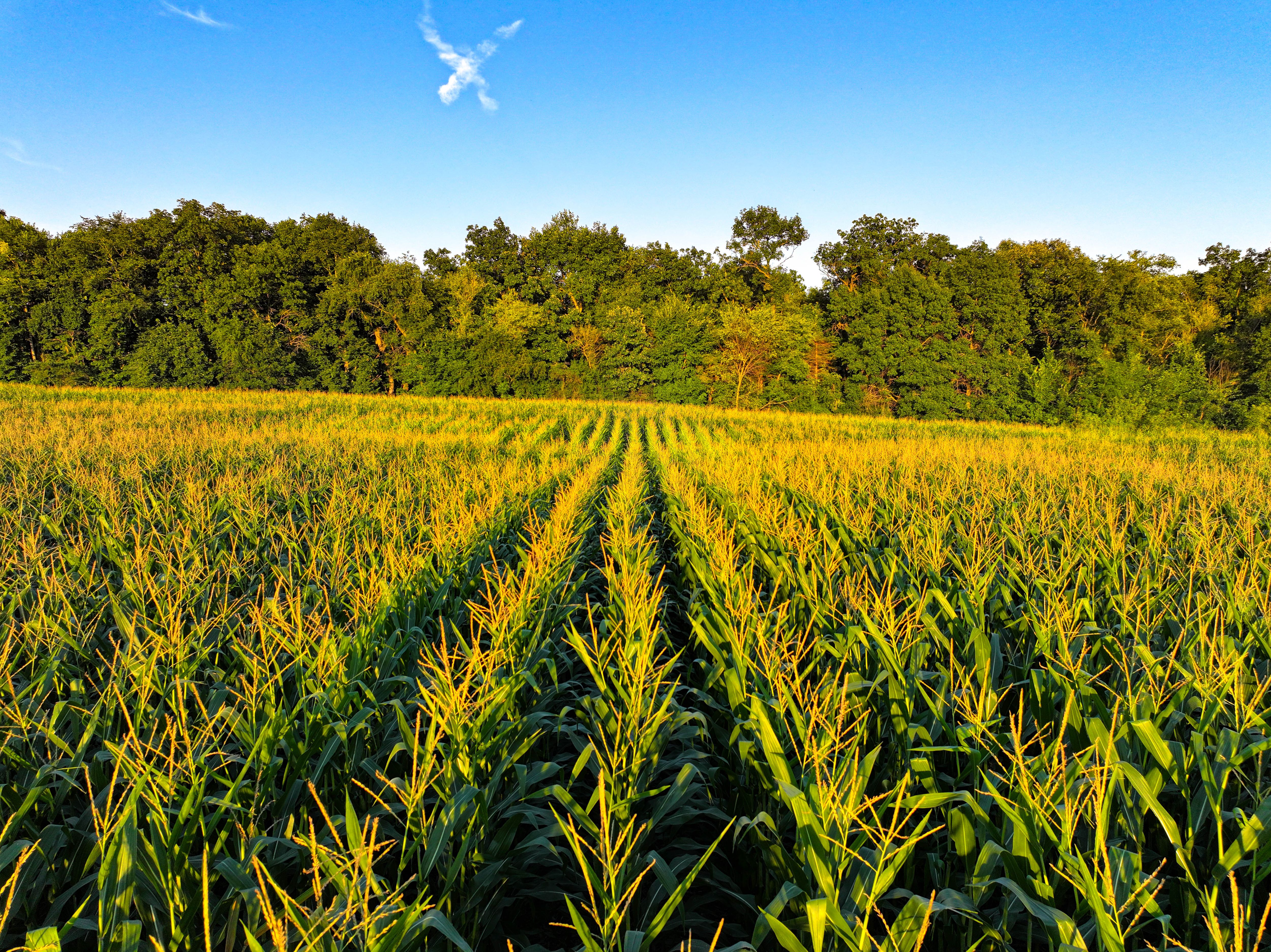 Listing Photo: 12_Buchanan Co Farmland For Sale